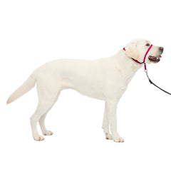 PetSafe Gentle Leader nose loop shows no-pull control during walks