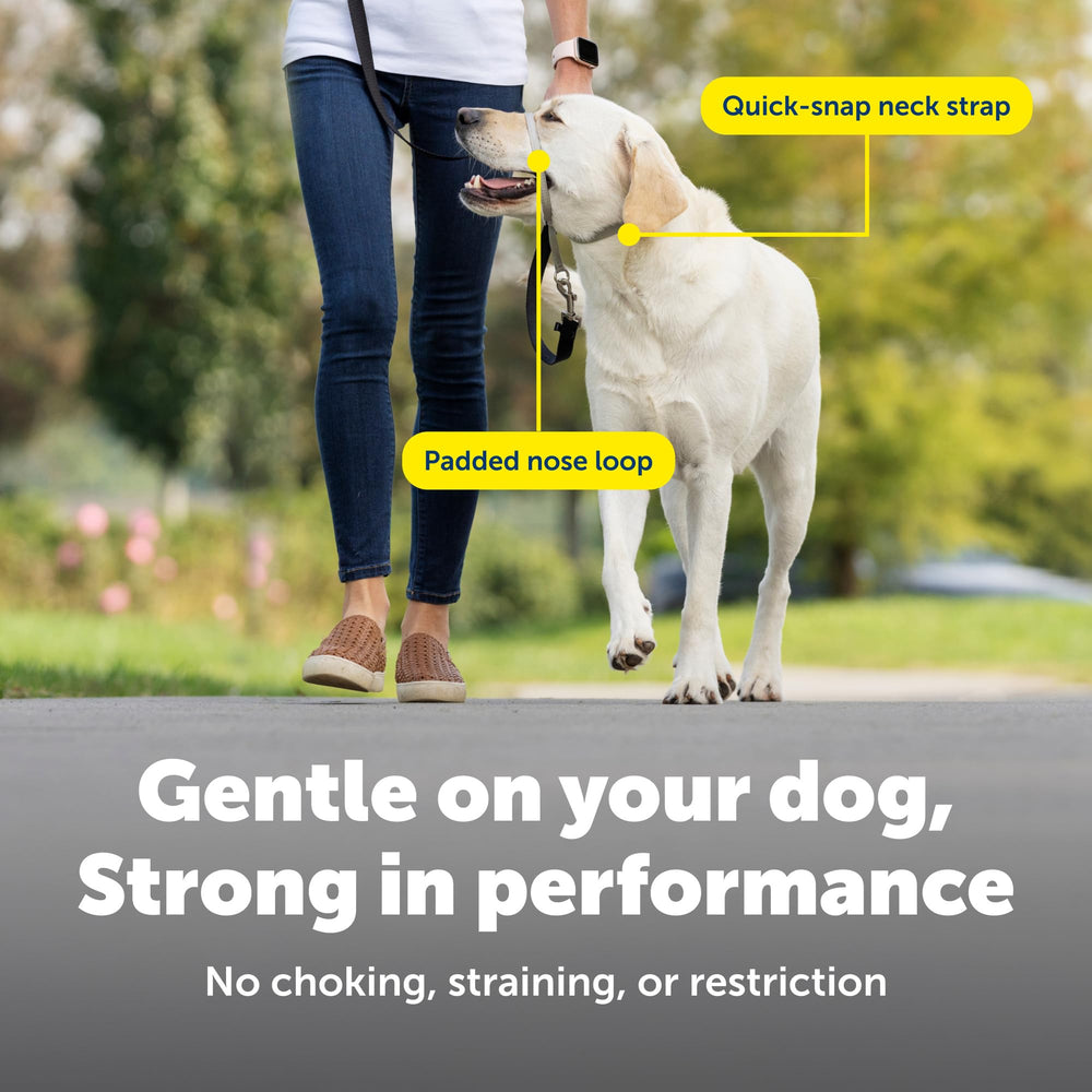 PetSafe Gentle Leader worn during a walk demonstrates head-turn redirection.