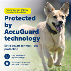 PetSafe Guardian Add‑A‑Dog Collar worn on a dog for boundary reminders.
