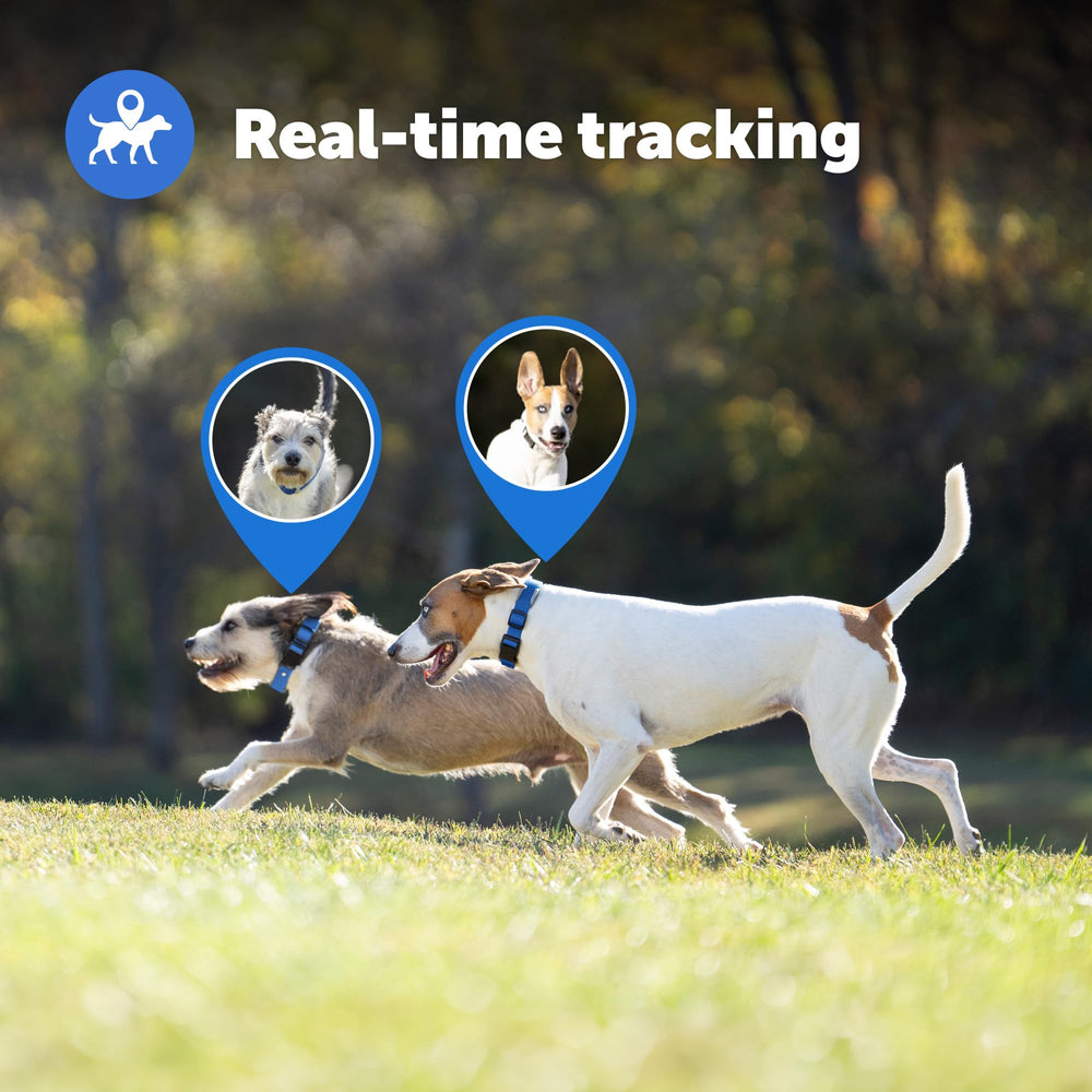 PetSafe Guardian GPS collar showing waterproof design for rain and swimming