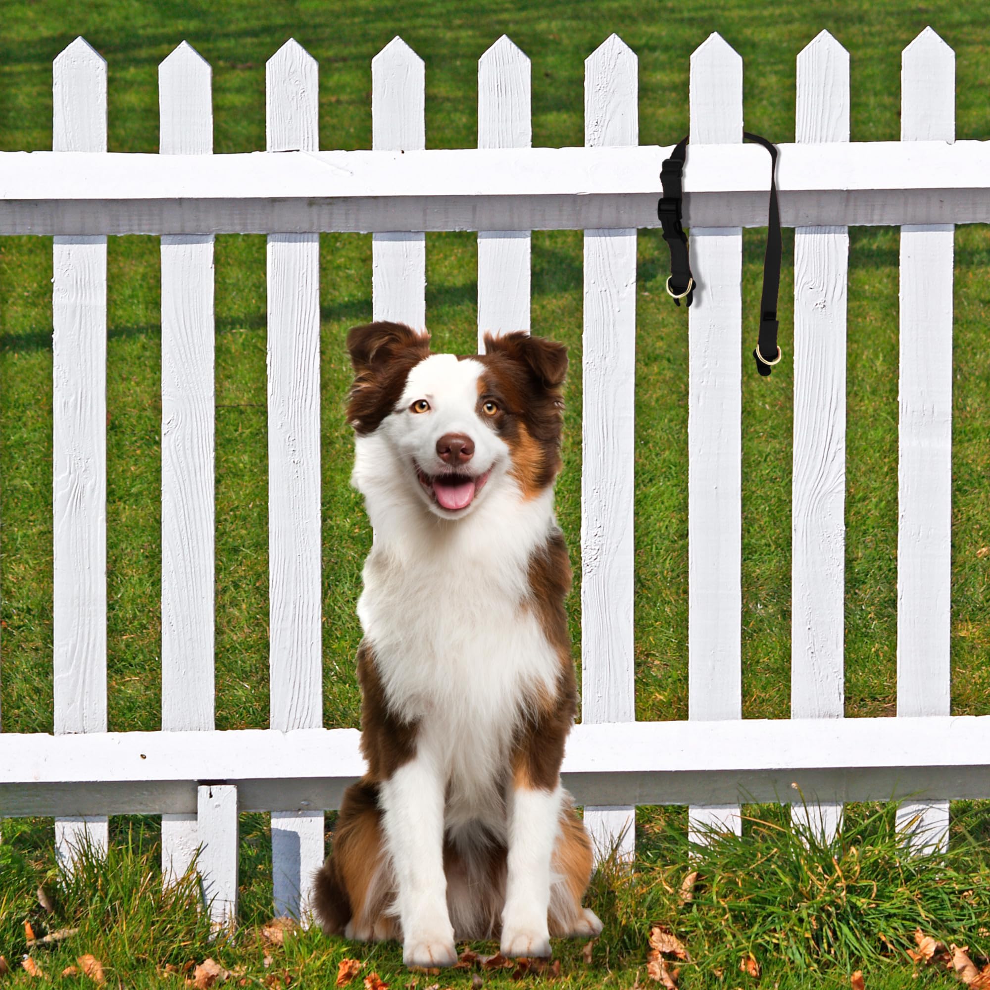 PetSafe KeepSafe collar worn on a dog for daily safety and comfort.