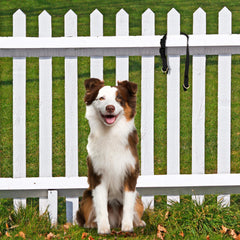 PetSafe KeepSafe collar worn on a dog for daily safety and comfort.