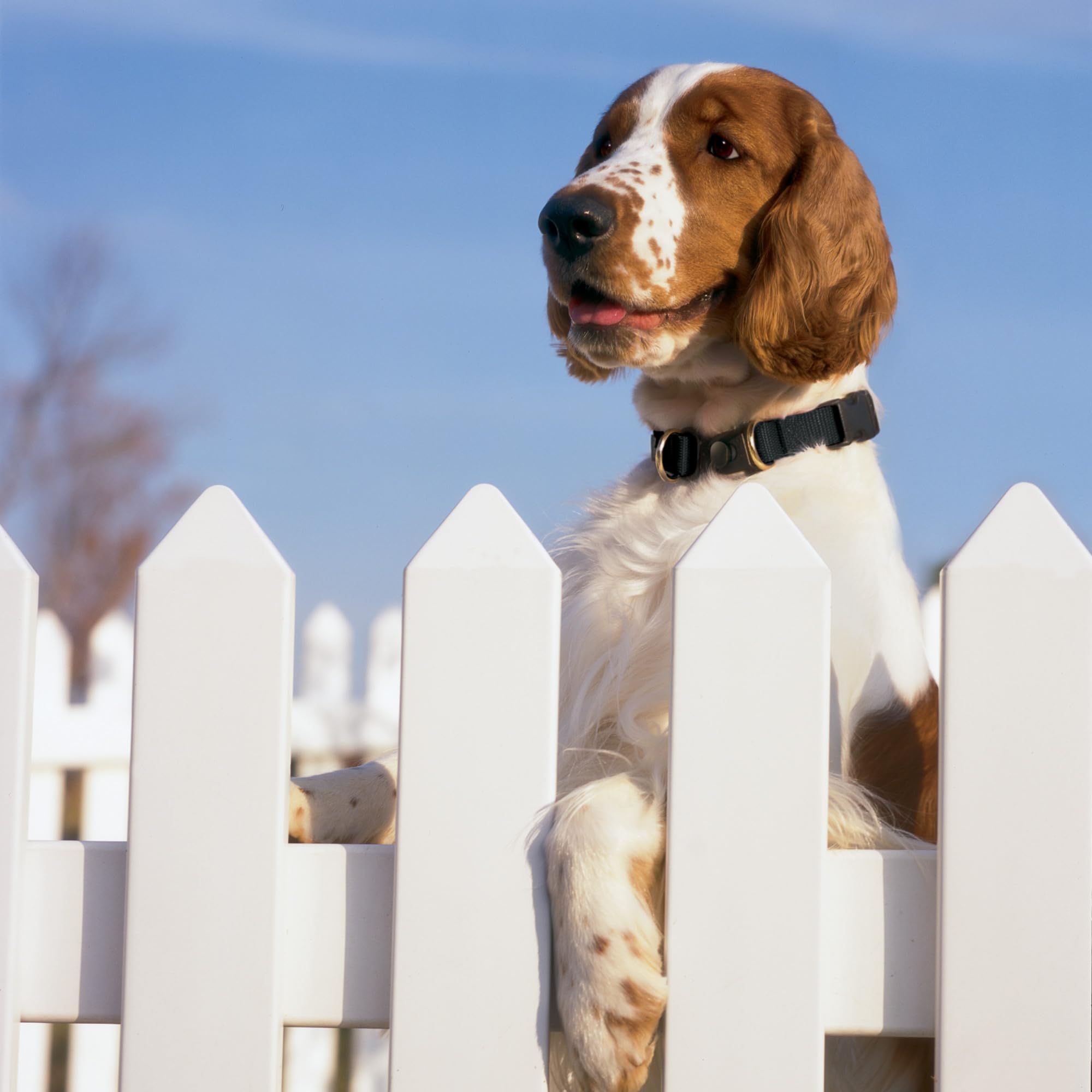 PetSafe KeepSafe collar shows adjustable fit for different dog sizes.