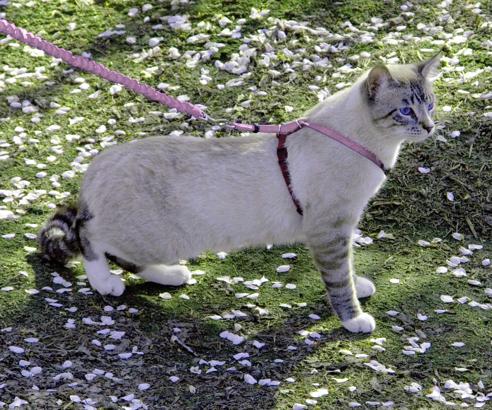 PetSafe kitty harness adjustment points enable a snug, comfortable fit