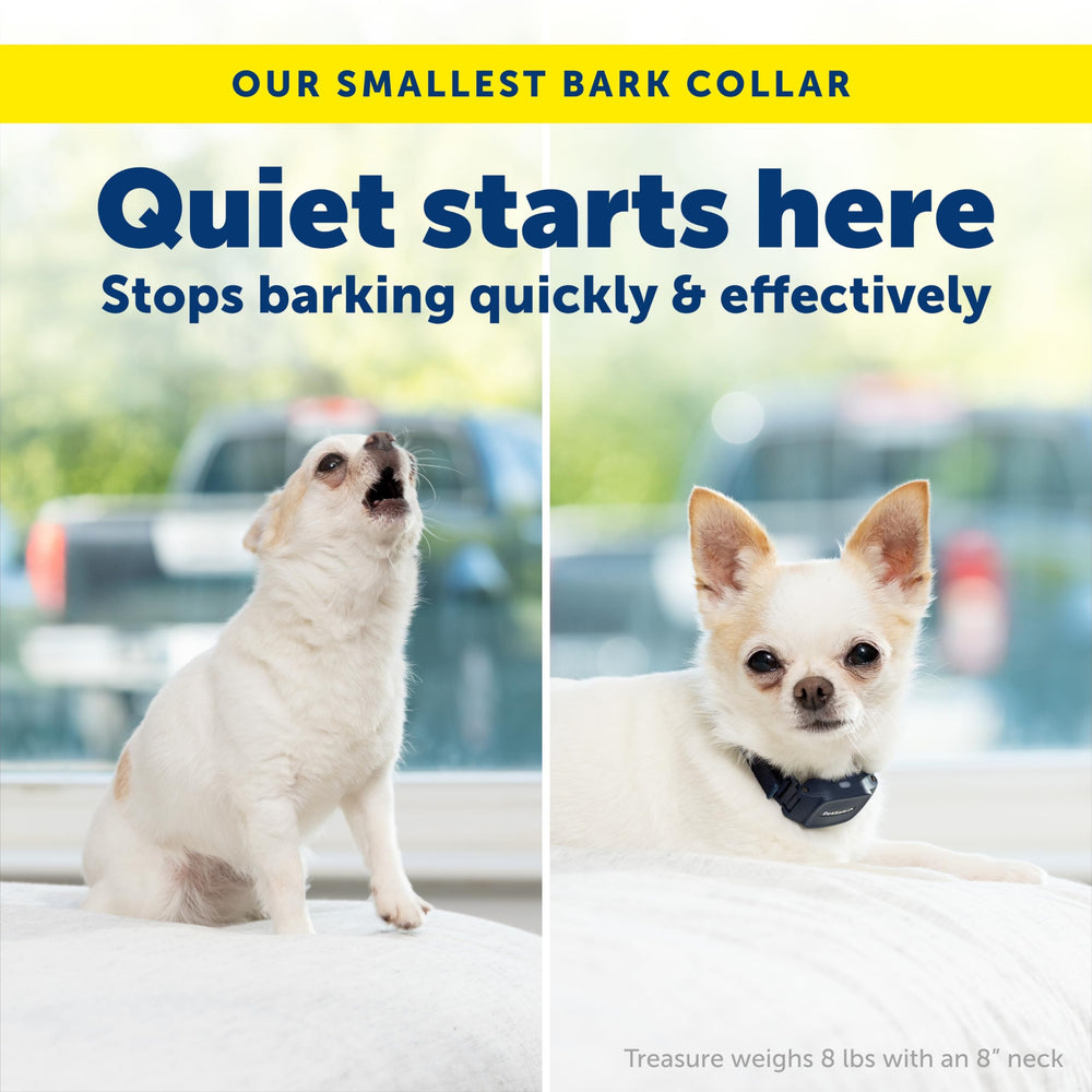 PetSafe NanoBark 2.0 on a small dog's neck, adjustable 4–15 inch fit.