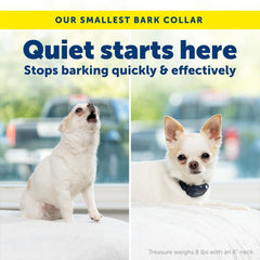 PetSafe NanoBark 2.0 on a small dog's neck, adjustable 4–15 inch fit.
