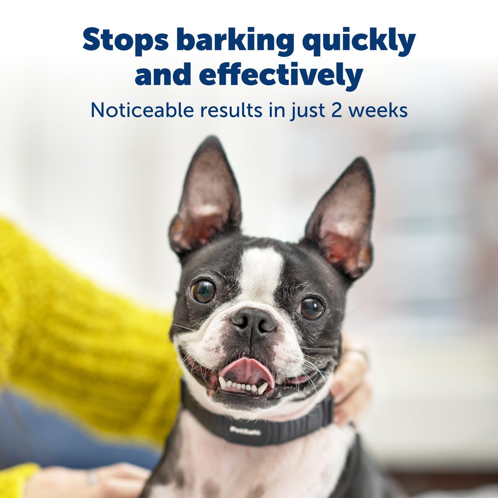 PetSafe NanoBark Collar on dog demonstrates comfortable fit during daily activities and outdoor play.