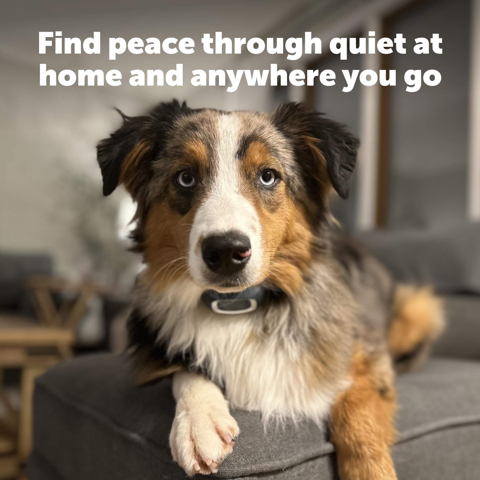 Adjustable strap on the PetSafe bark collar to fit varying neck sizes.