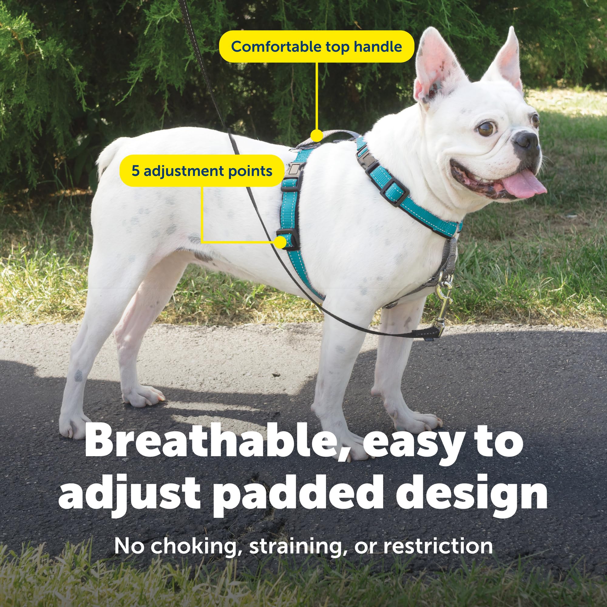 PetSafe reflective nylon harness increases visibility during evening walks