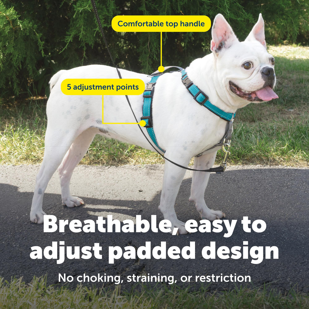 PetSafe reflective nylon harness increases visibility during evening walks