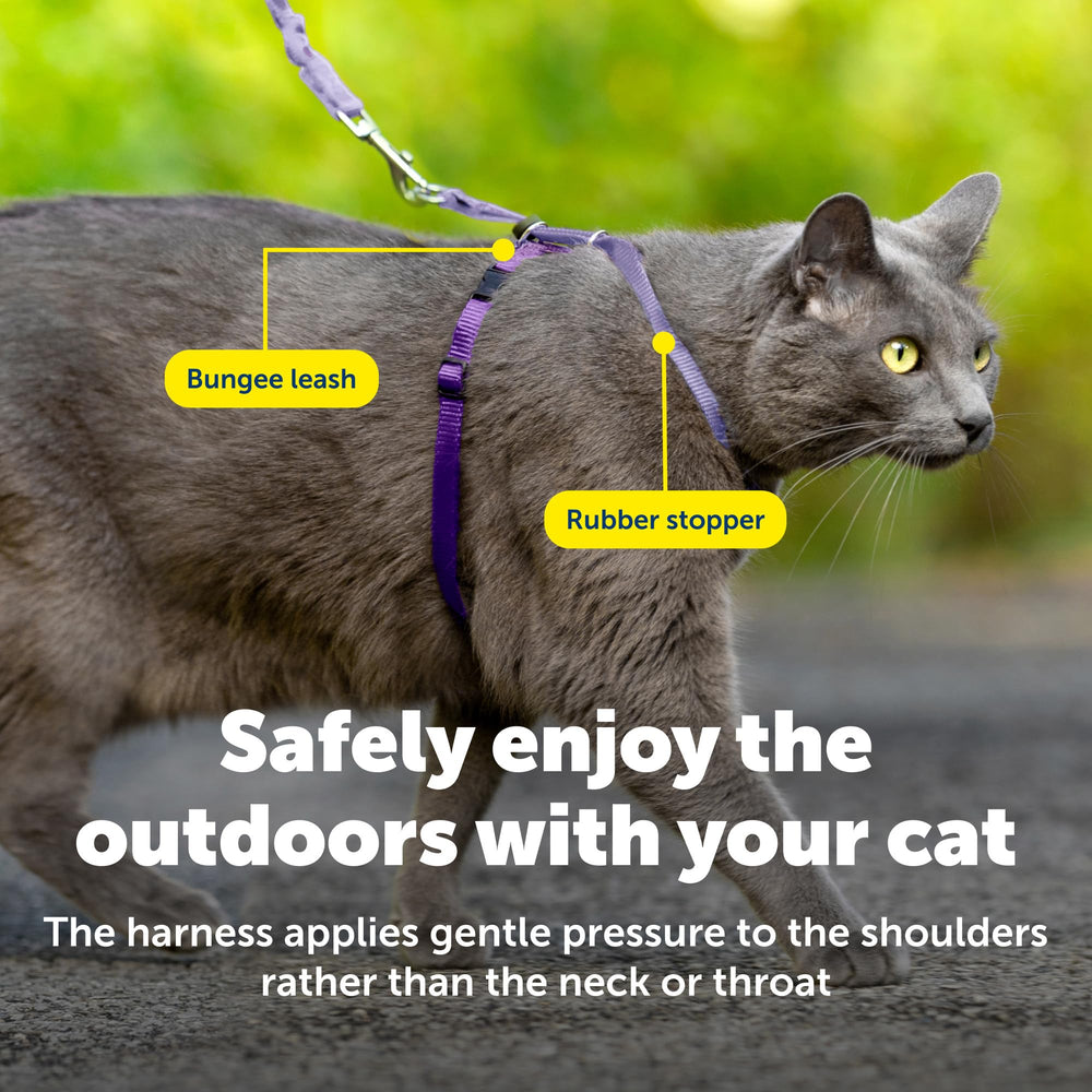Cat enjoys safe outdoor exploration with the harness and leash
