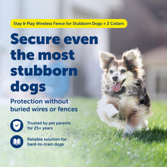 PetSafe Stay & Play two collars—supports multi-pet households with flexible training options.