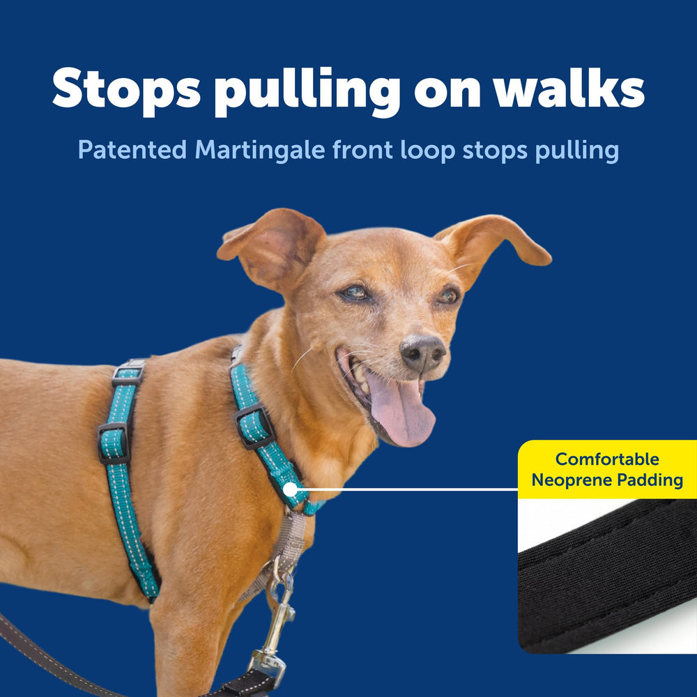PetSafe top-handle for quick control on your teal harness