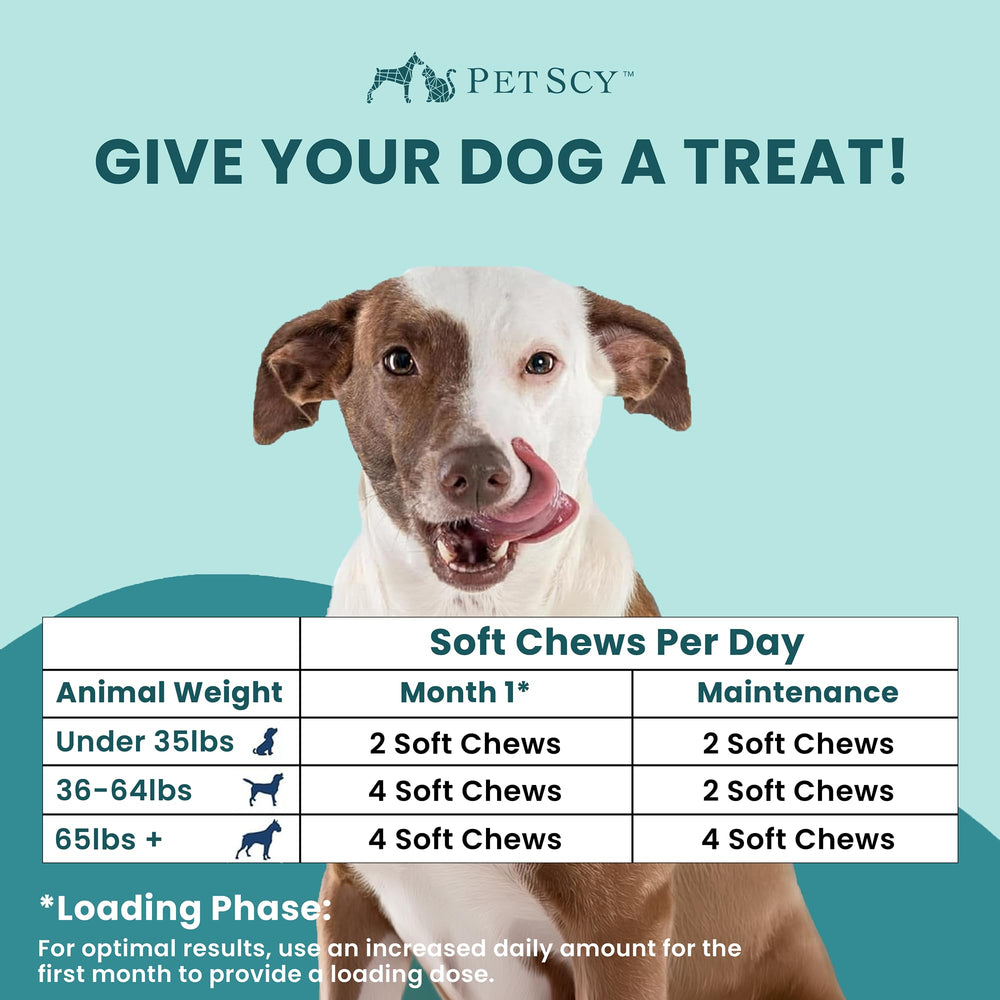Petscy Itch & Allergy Plus probiotic blend supports digestive balance in dogs.