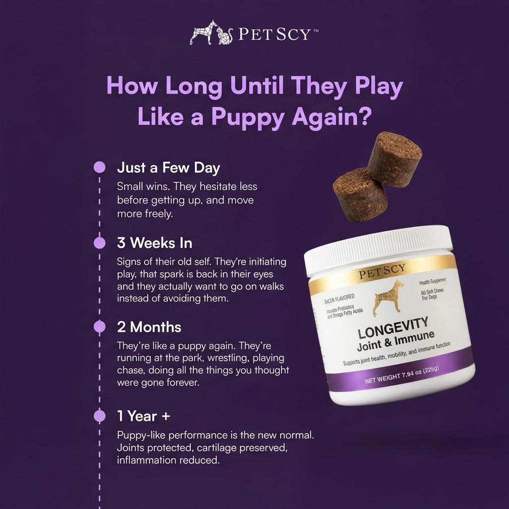 Petscy Probiotics Bacillus Coagulans for dogs—digestive comfort and nutrient absorption.