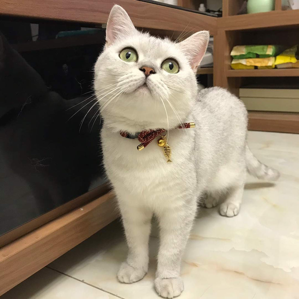 PetSoKoo handmade cat collar showcases craftsmanship