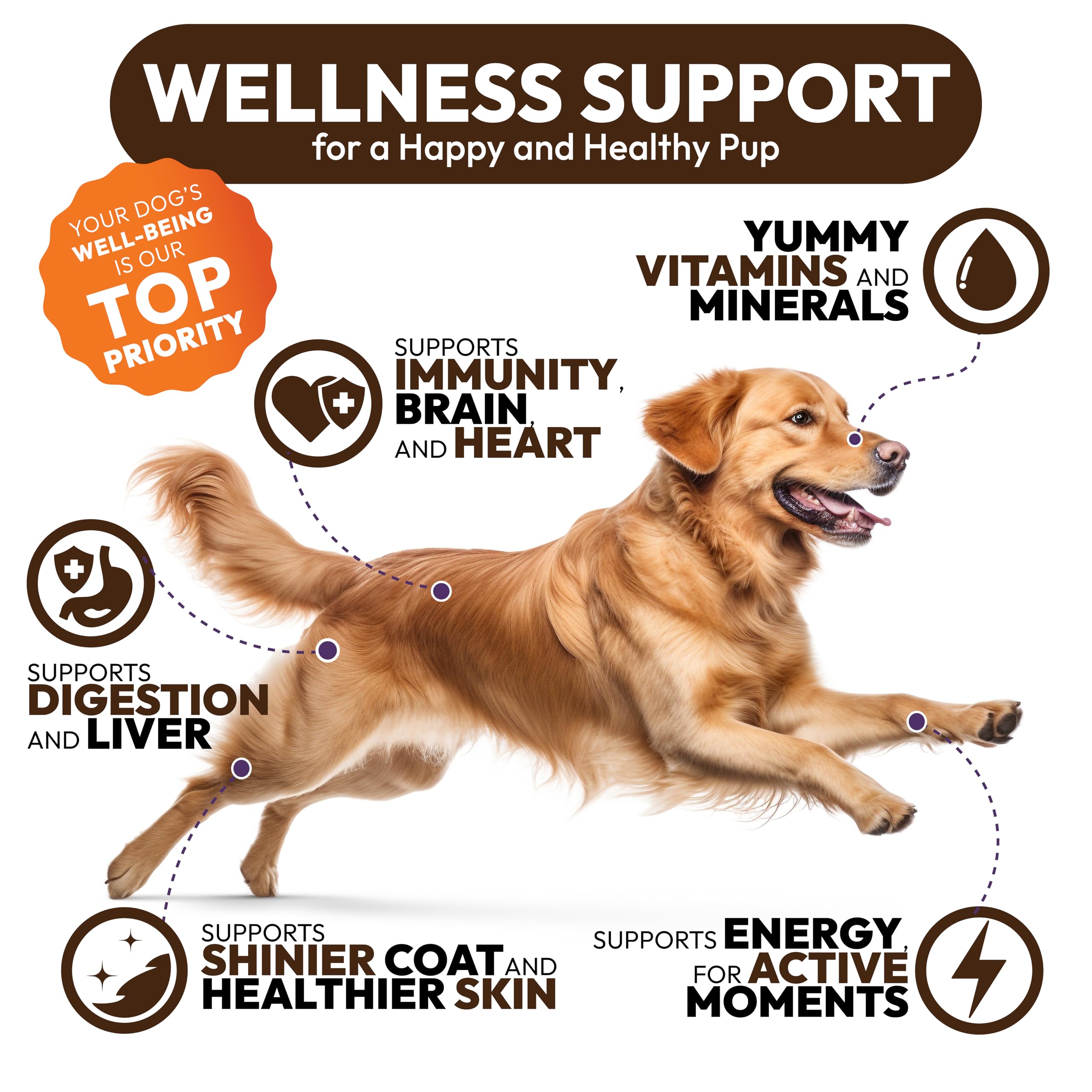 Petsology dog enjoying supplement being added to food dish.
