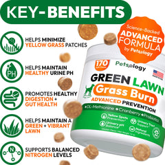 Petsology dog urine neutralizer chews close-up showing probiotic enzymes for gut balance.