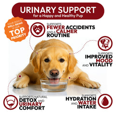 Petsology Dog UTI Chews dog eating action — tasty daily chew for urinary wellness.