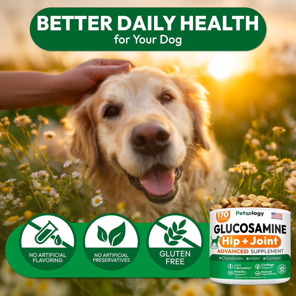 Petsology Glucosamine for Dogs turmeric close-up highlighting natural ingredient blend
