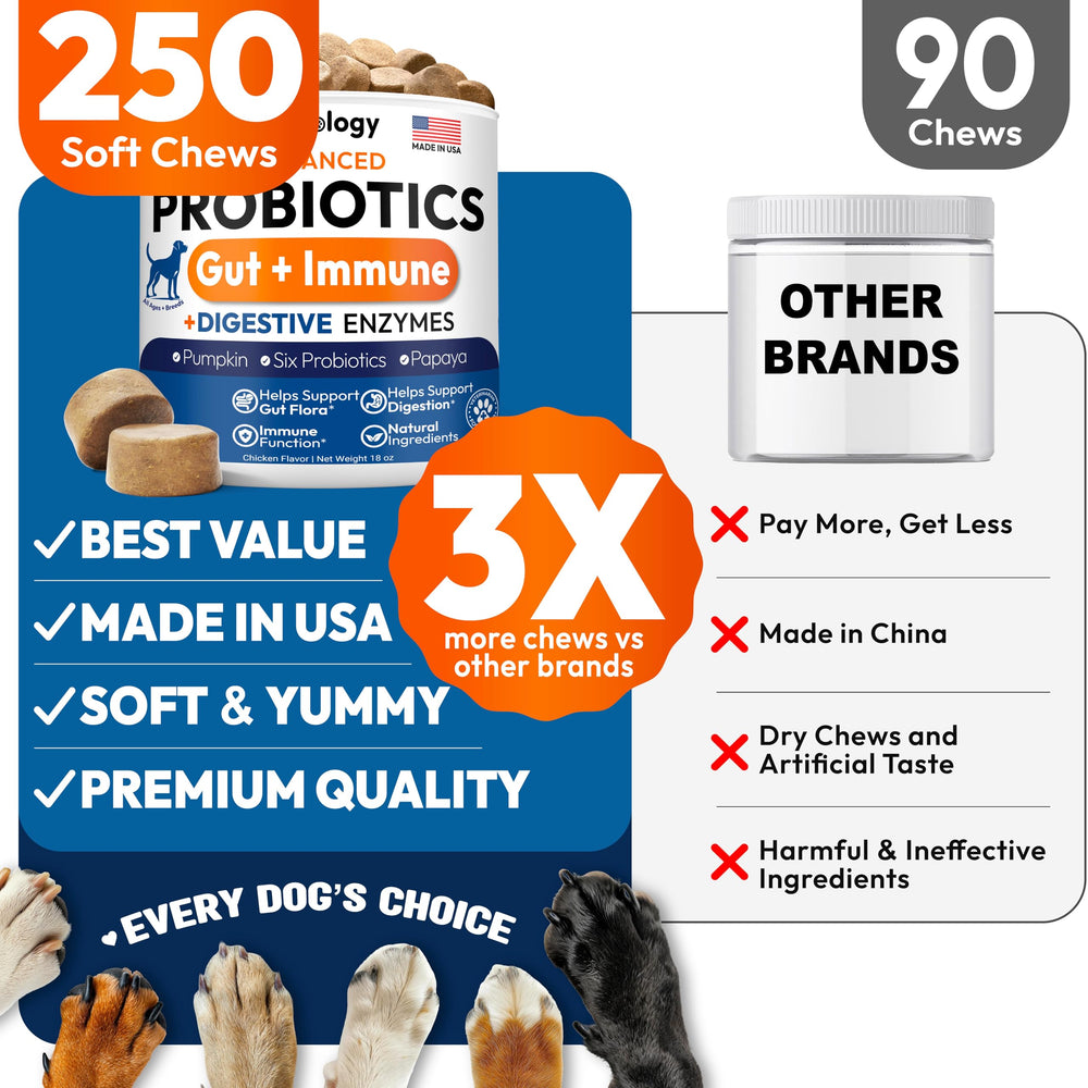 Petsology Probiotics for Dogs chews in bowl aid digestion and promote firm stools.