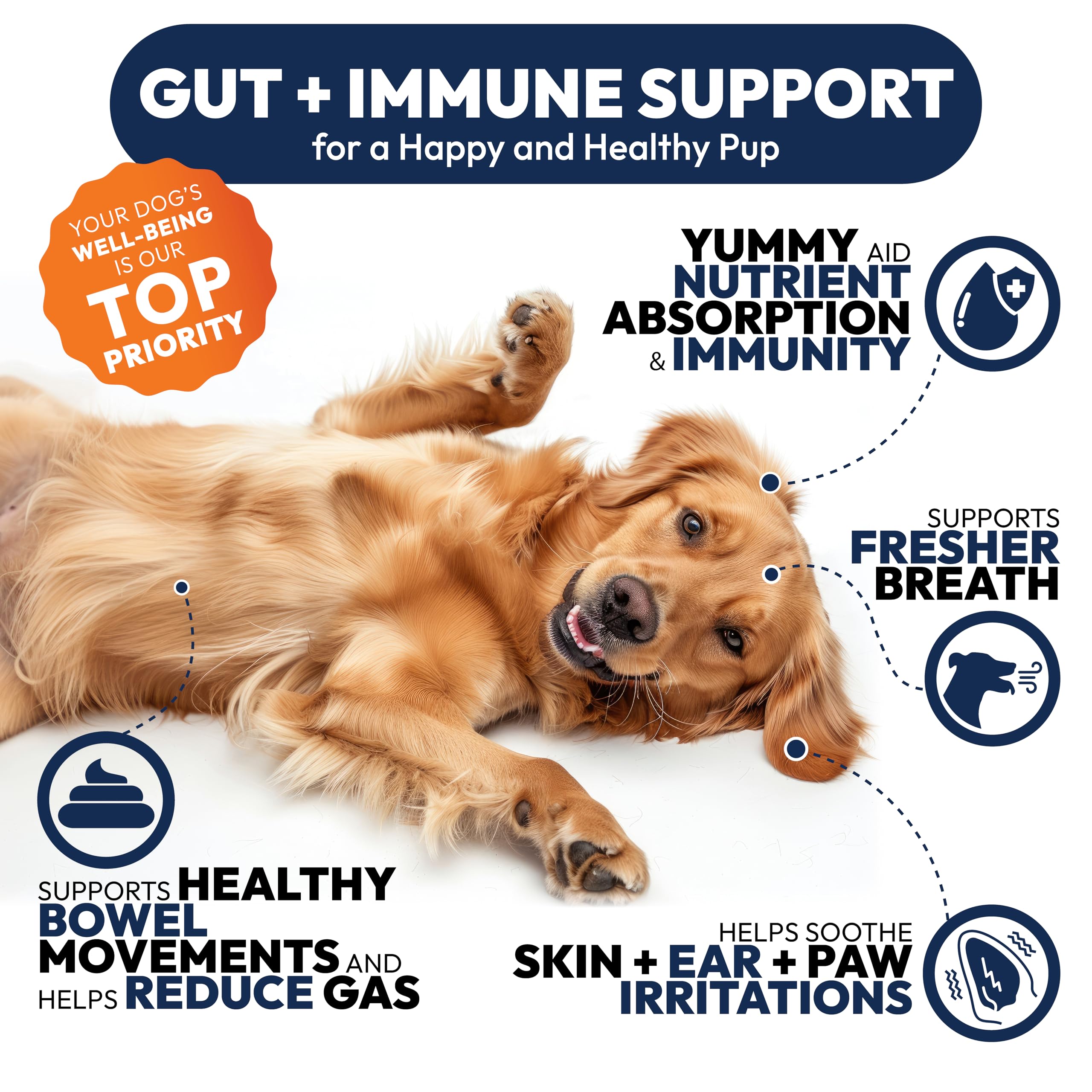 Petsology Probiotics with digestive enzymes aids nutrient absorption and energy.