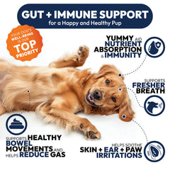 Petsology Probiotics with digestive enzymes aids nutrient absorption and energy.