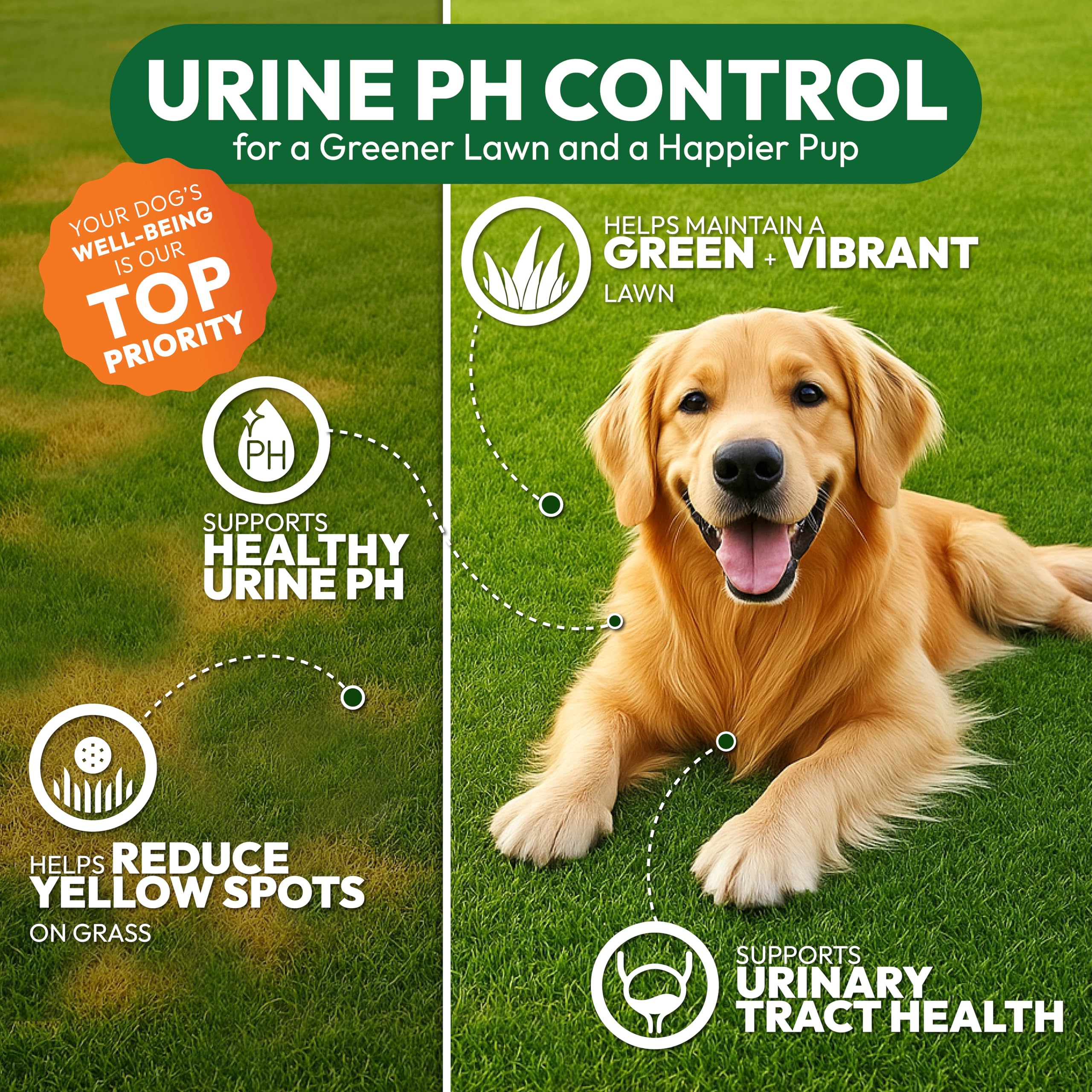 Petsology probiotic and enzyme chews illustrating digestive and urinary support.