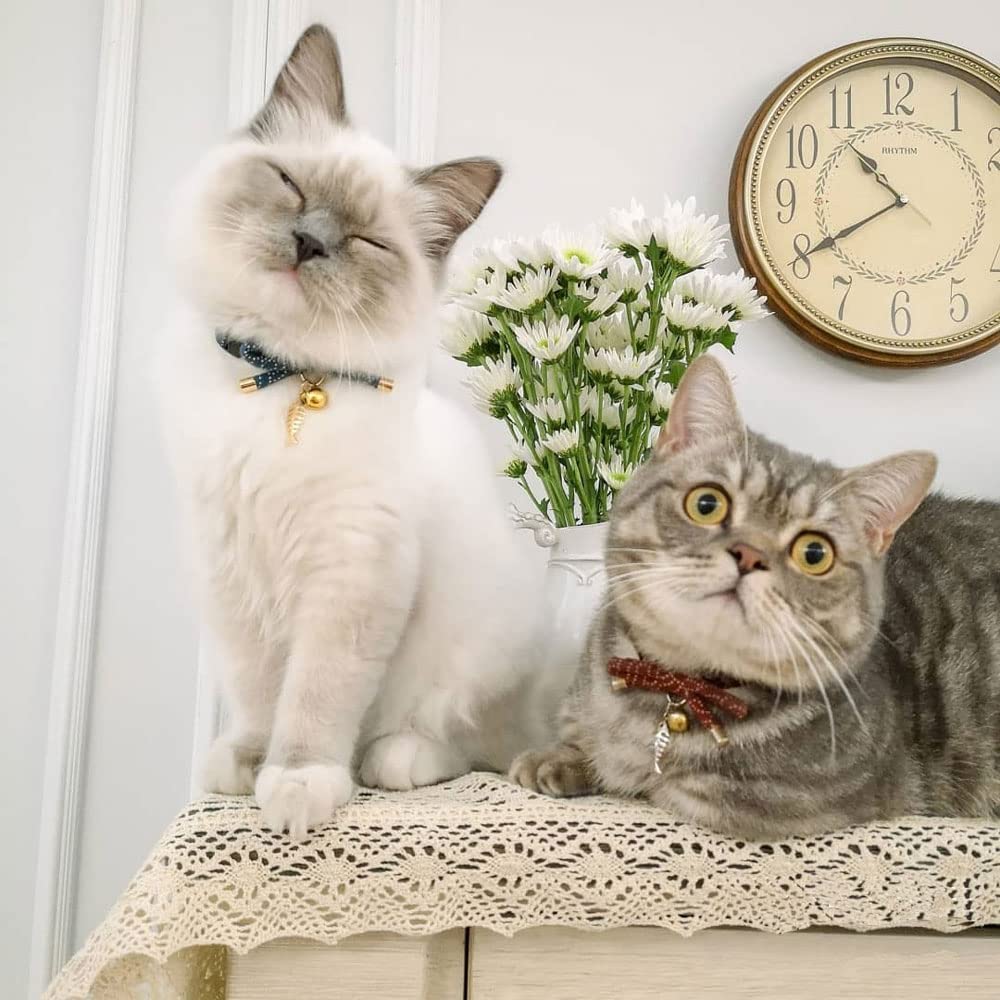 PetSoKoo adjustable 6-12 inch collar fits growing kittens to adults