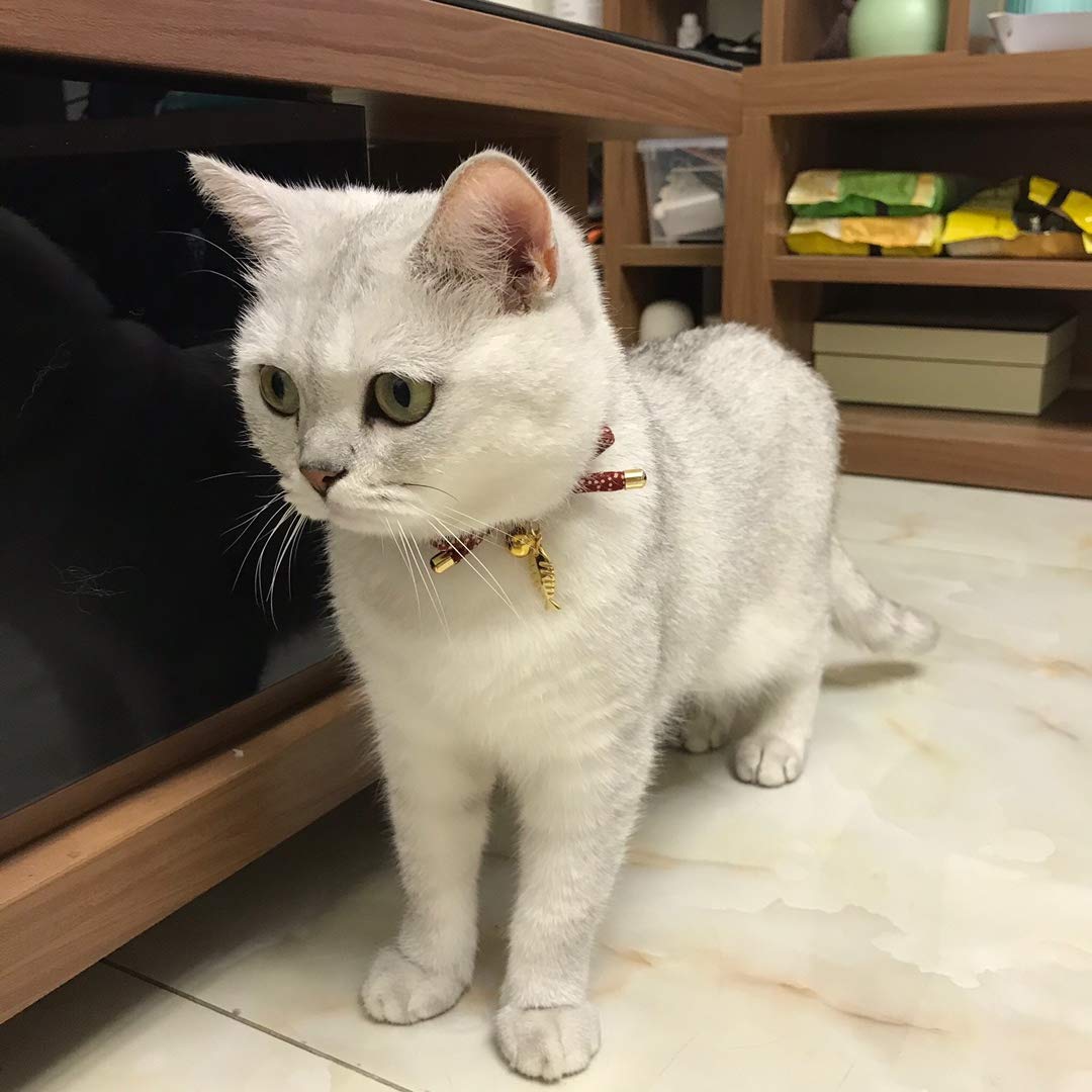 PetSoKoo handmade collar embodies craft and durable charm.