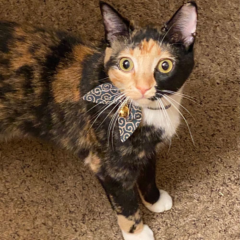 PetSoKoo Handmade cat collar ensuring high-quality craftsmanship.