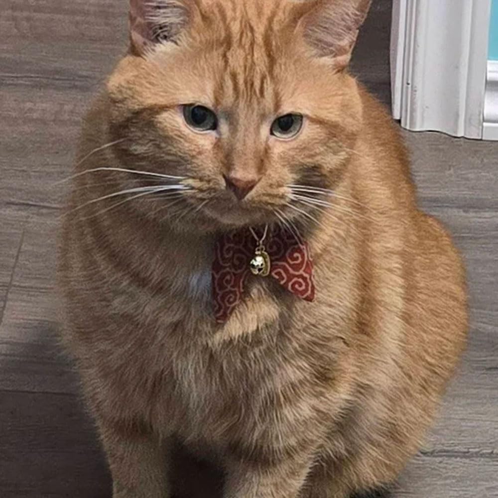 PetSoKoo kitten-to-adult wear with red collar looks cute on camera.