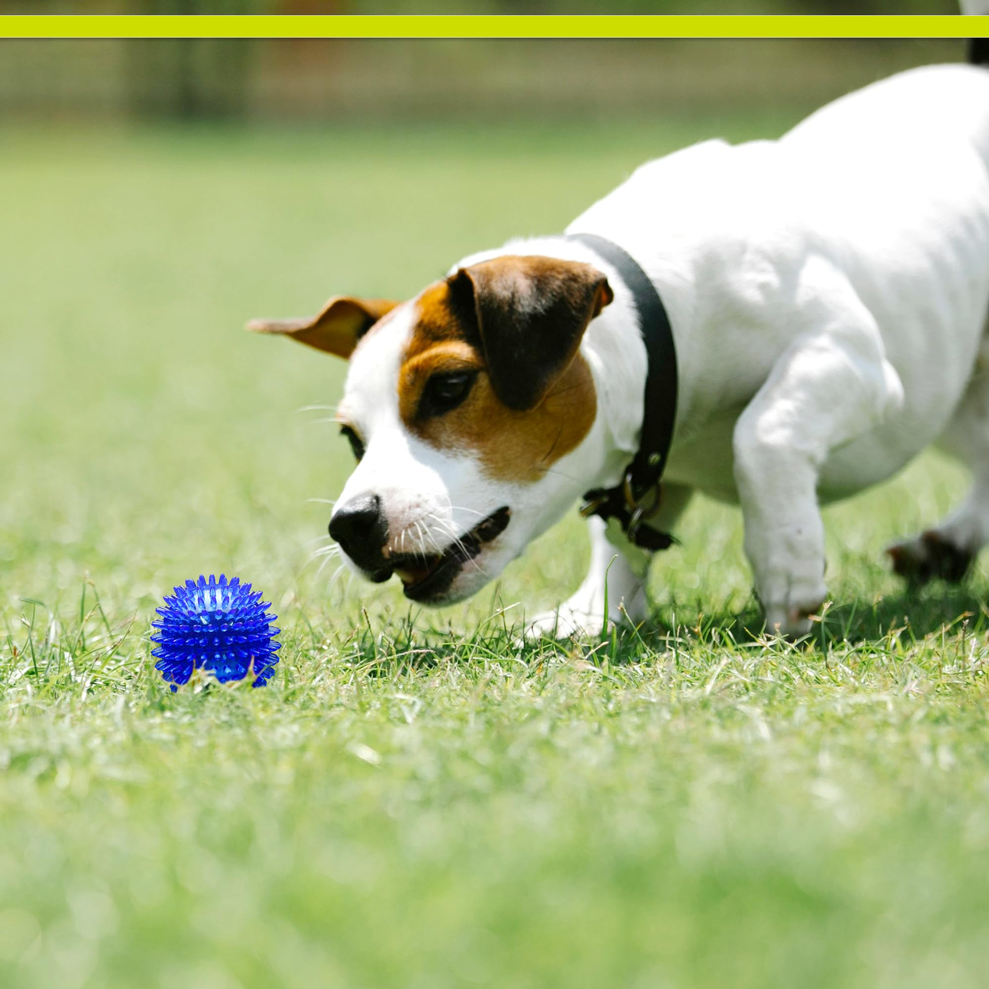 Durable TPR rubber from PetSport Gorilla Spiky Ball withstands rough play.