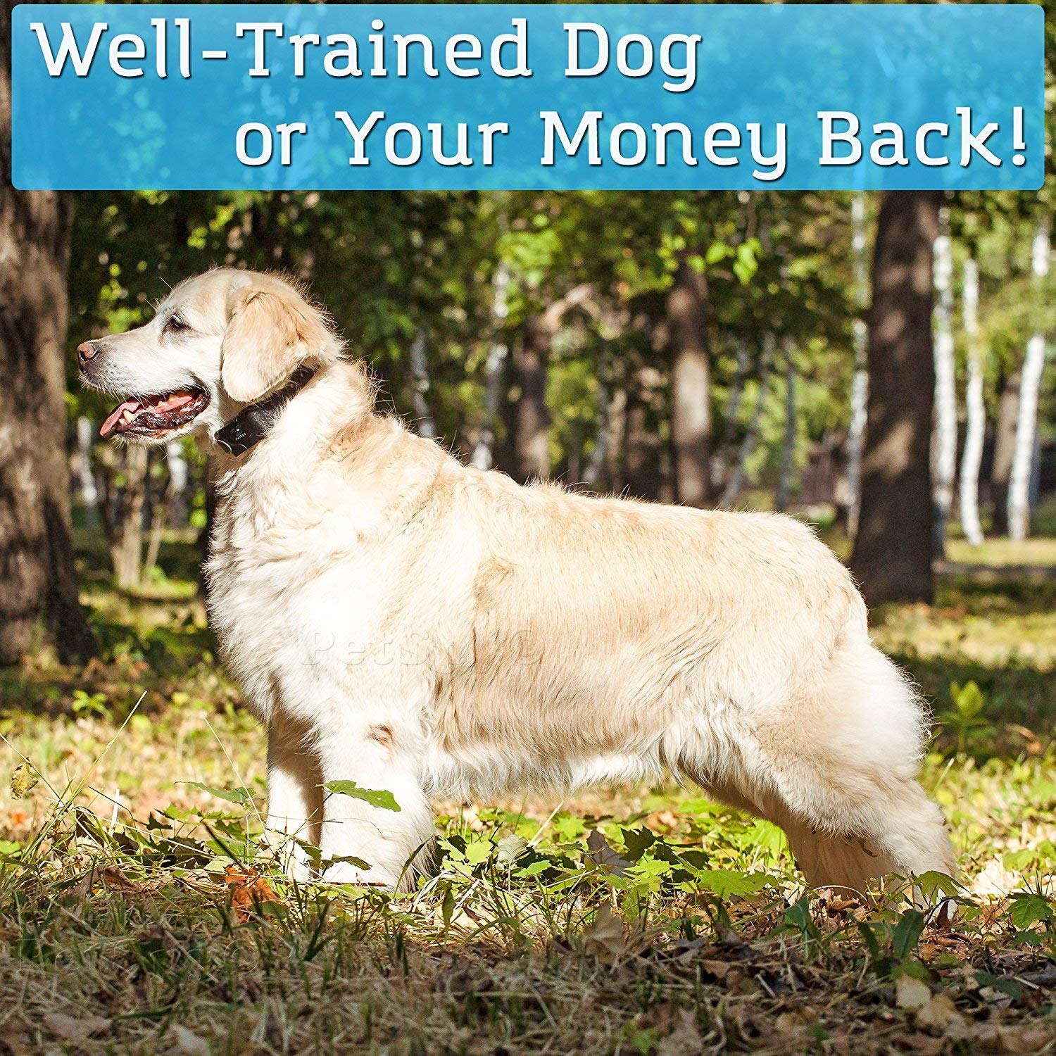 PetSpy training scenario with a calm dog responding to remote guidance.