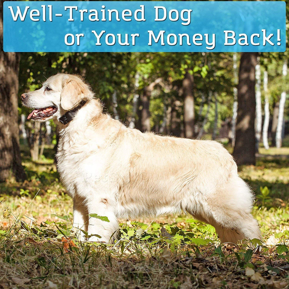 PetSpy training scenario with a calm dog responding to remote guidance.