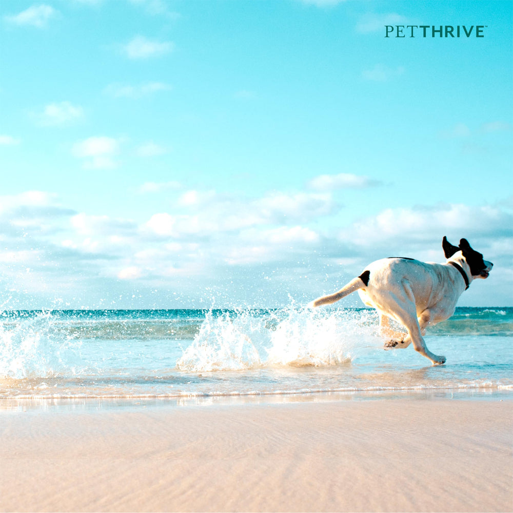 PetThrive logo proves trusted brand for dog joint care.