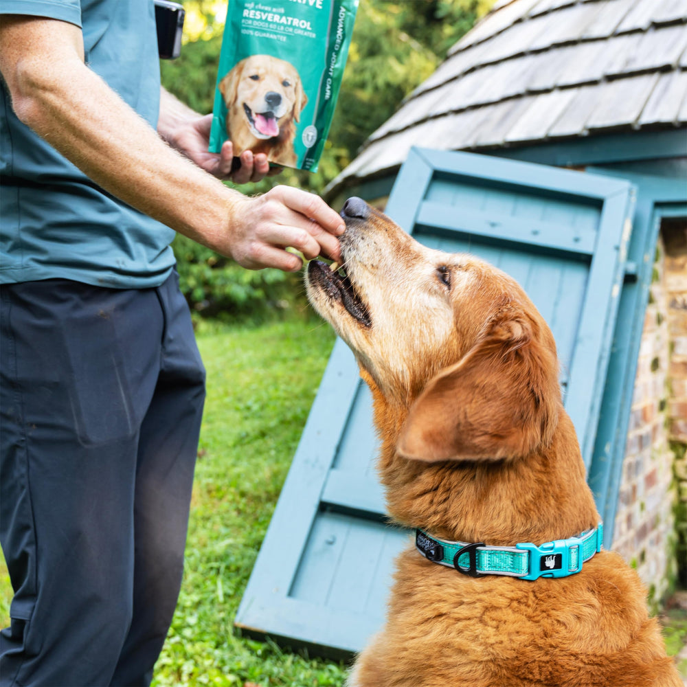 PetThrive packaging front emphasizes bacon flavor and USA-made quality.