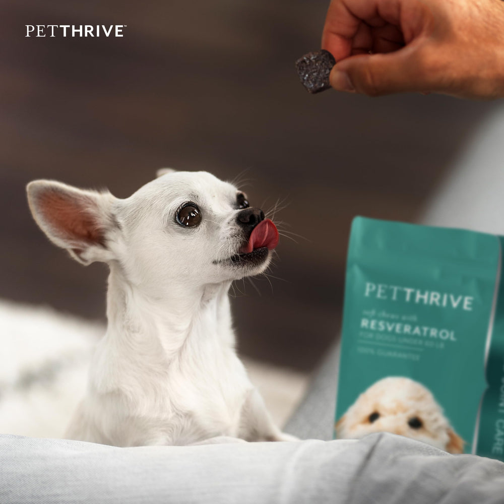 PetThrive chews display glucosamine, chondroitin, and hyaluronic acid ingredients for joints.