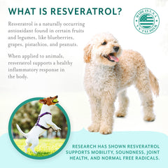 PetThrive dog enjoying after a walk, visual of activity and happiness with chews.