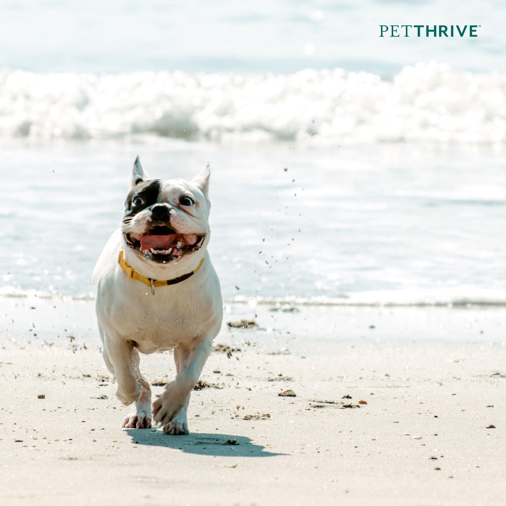 PetThrive small breed hip support packaging showing tailored care.