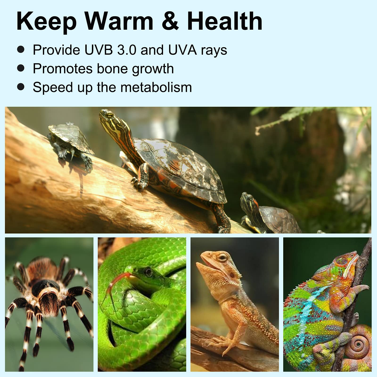 PewinGo lamp supports versatile species with safe basking area options.
