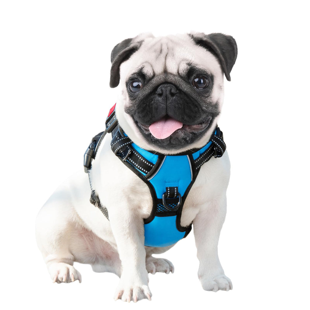 PHOEPET blue harness shown in motion for everyday walking and car rides.