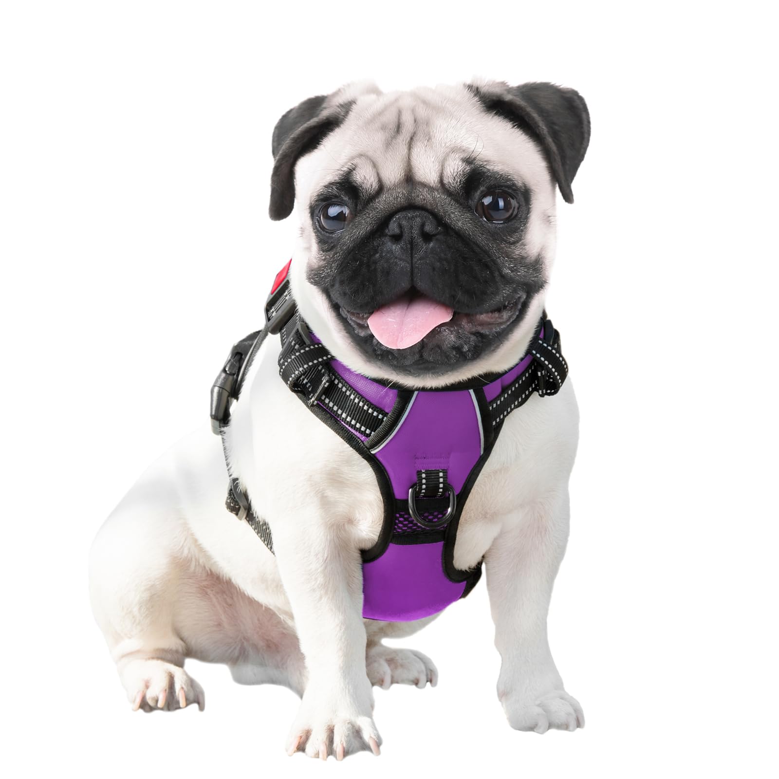 PHOEPET harness on small dogs supports easy car or door transitions