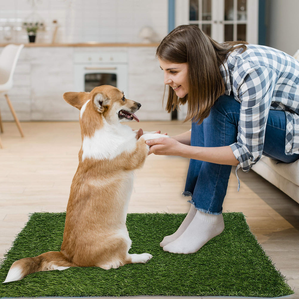 Guide shows how to encourage dog use the pad