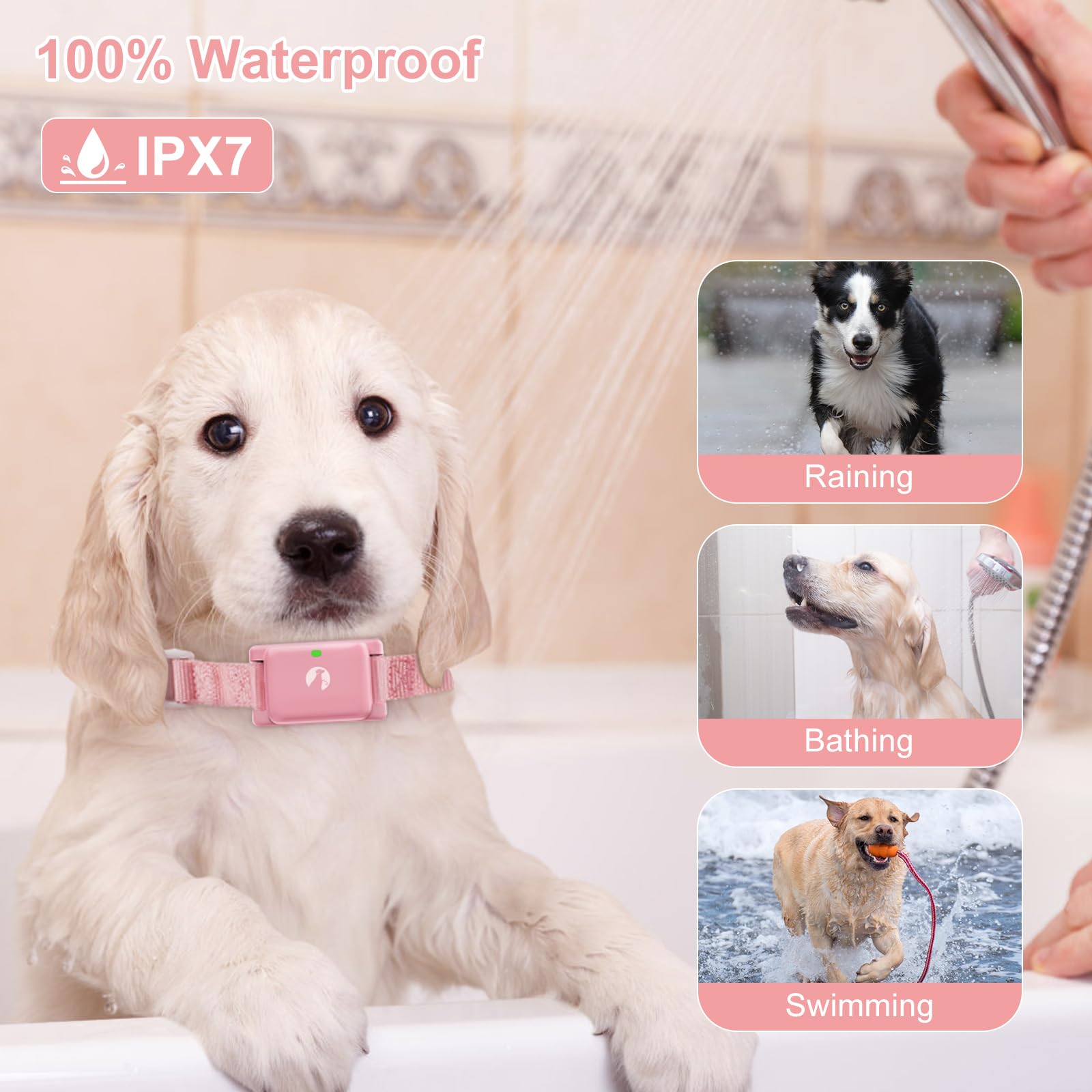 Pikabiu lightweight receiver worn by a small dog comfortably.