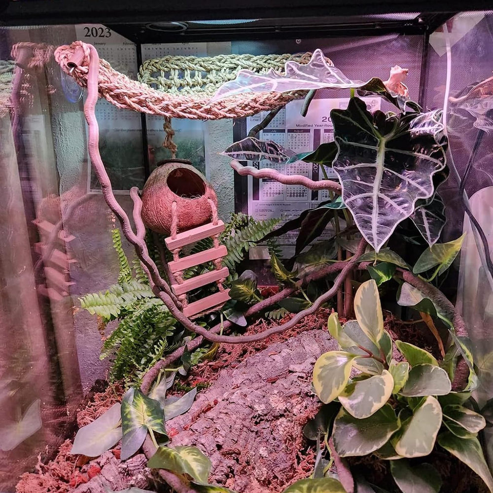 PINVNBY coconut shell hideout nest provides natural hiding spot