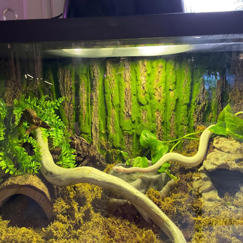 PINVNBY cork background panels provide versatile decor for tanks and living spaces.