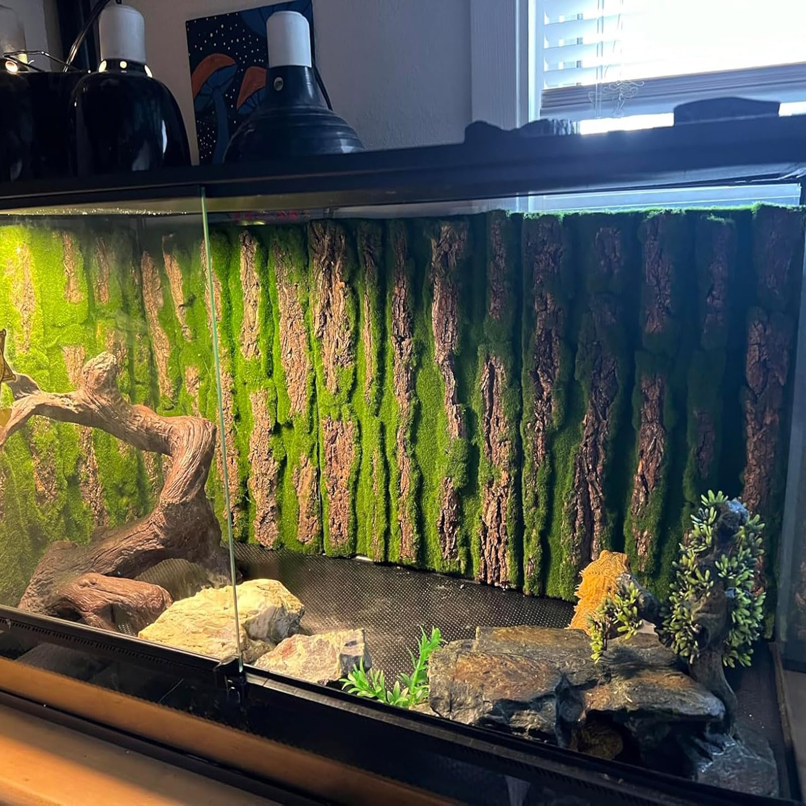 PINVNBY cork terrarium background easy-install option simplifies setup.