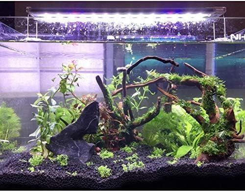 PINVNBY driftwood branch serves as shelter for nocturnal fish and shrimp.
