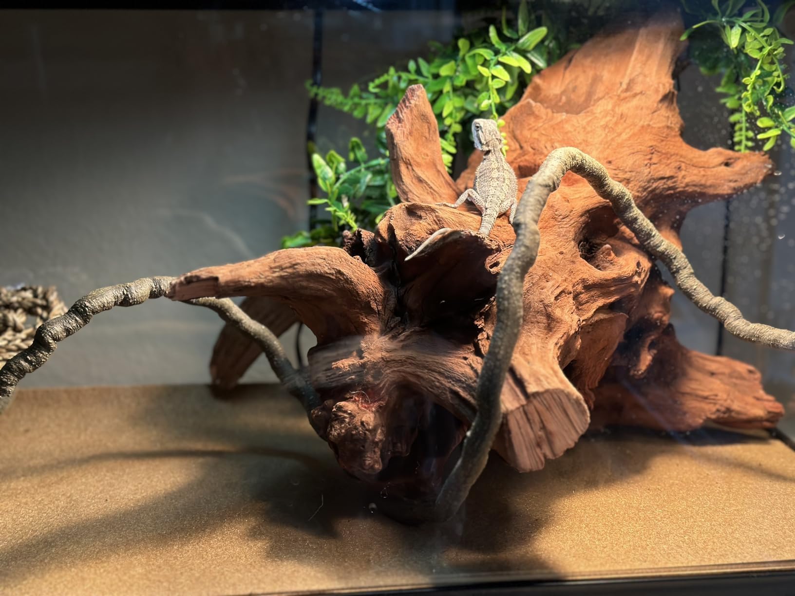 PINVNBY authentic driftwood is durable in both underwater and dry environments.